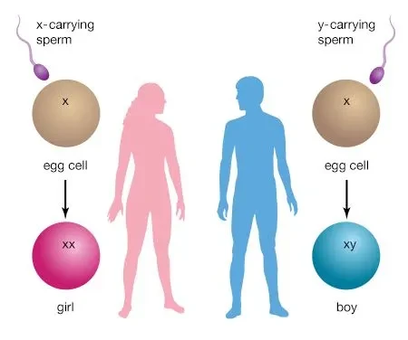 The Chromosome Dance: Visualizing the
